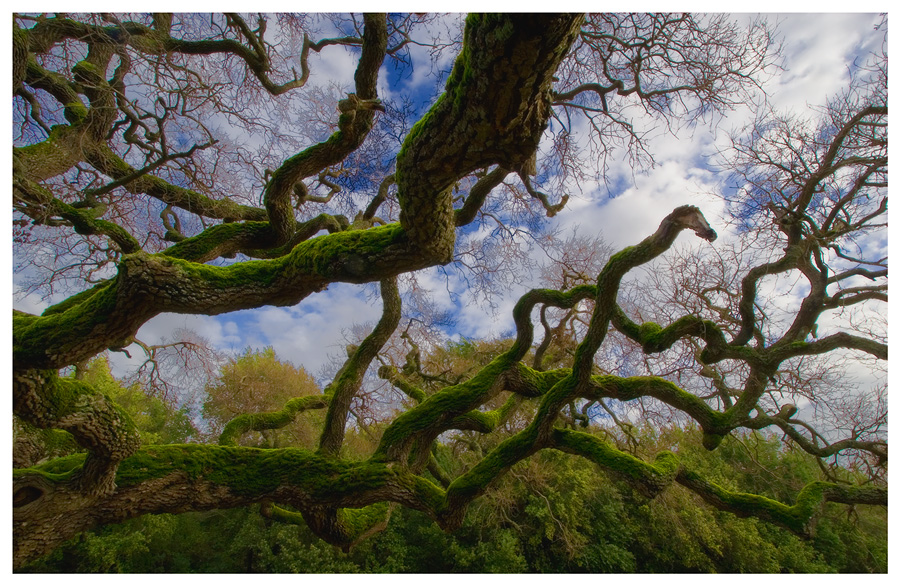 Grand Old Oak