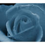 Blue Rose