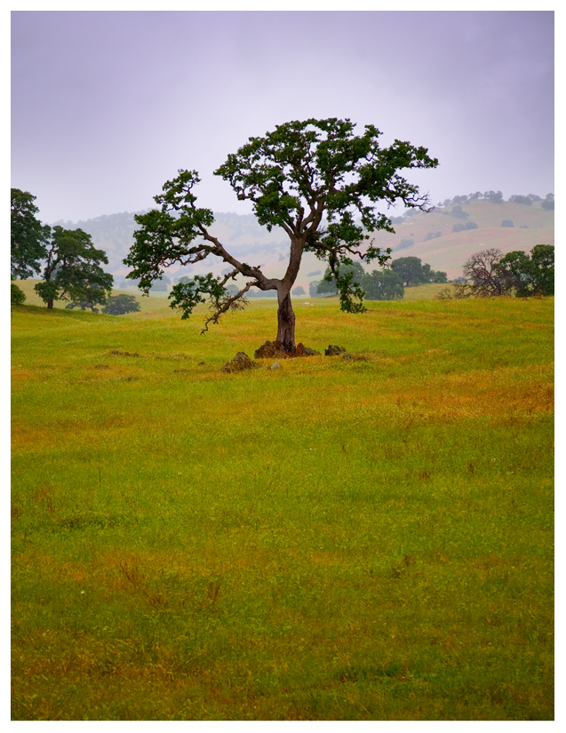 Foothill Tree