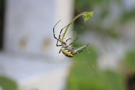 garden spider1