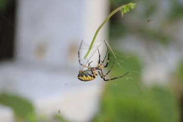 garden spider2