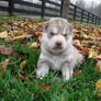 Siberian Husky Pup