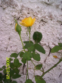 My Roses Photos