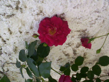 My Roses Photos
