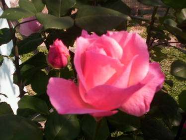 My Roses Photos