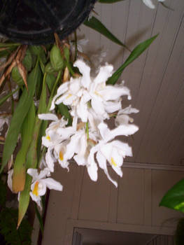 My Orchids Photos