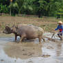 Traiditional Farmer