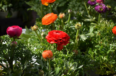 flowers on the market#1