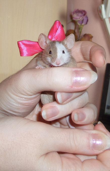 Beauty mouse