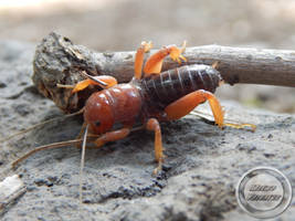 Jerusalem cricket 2