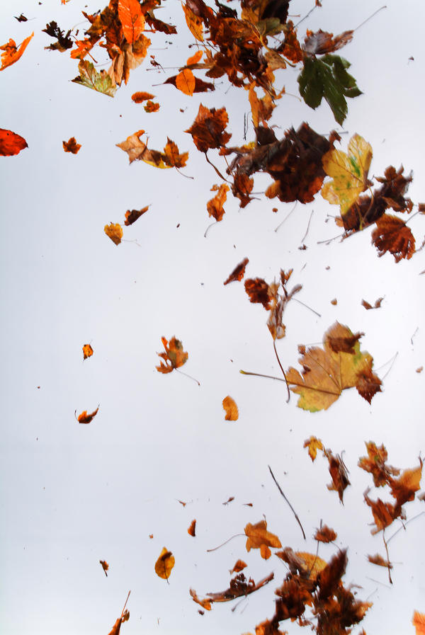 Light Leave Texture Floating Floating leaves 002 by ISOStock on DeviantArt