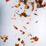 Floating leaves 003