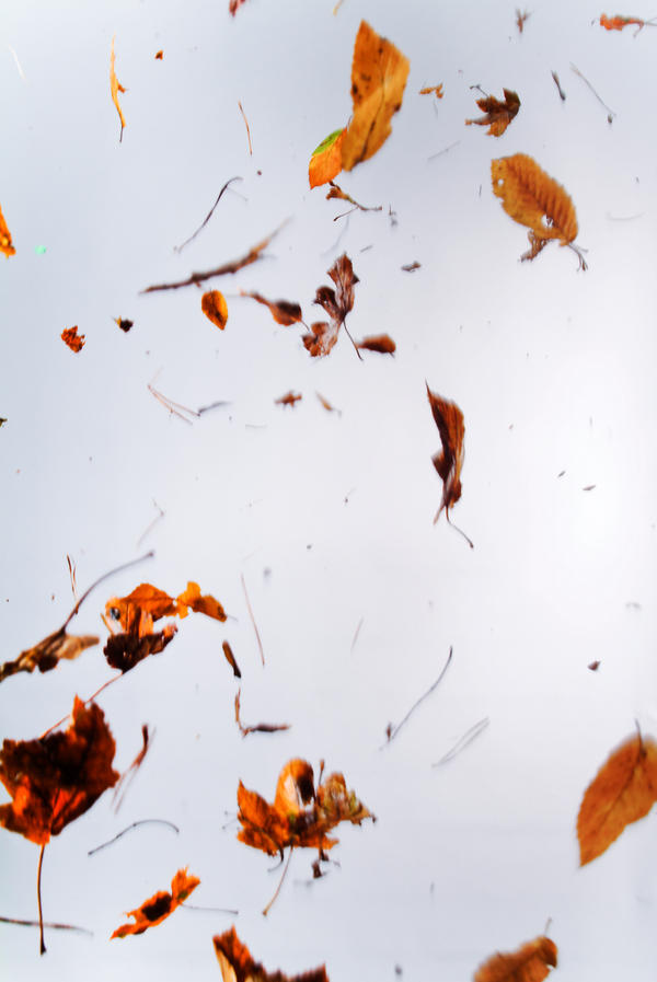Light Leave Texture Floating Floating leaves 005 by ISOStock on DeviantArt