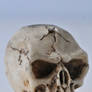 Miniature skull 003