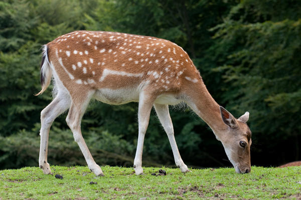 Deer 001
