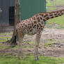 Girafe 002