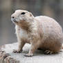 Prairie dog 001