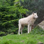 White wolf 001