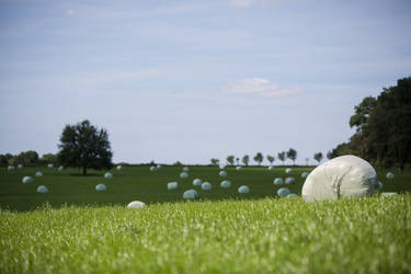 Gras field hay stacks 007