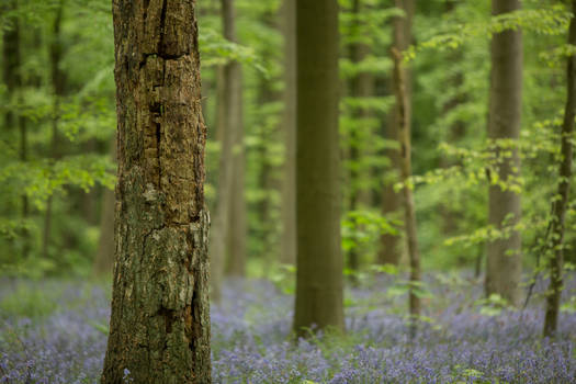 Blue Forest Hallerbos 018