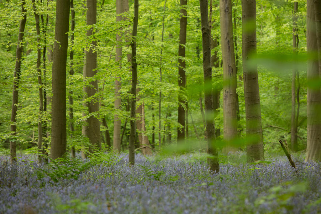 Blue Forest Hallerbos 012 by ISOStock on DeviantArt