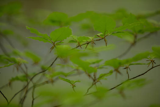 Leaves Hallerbos 010