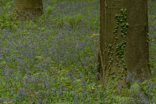 Blue Forest Hallerbos 006