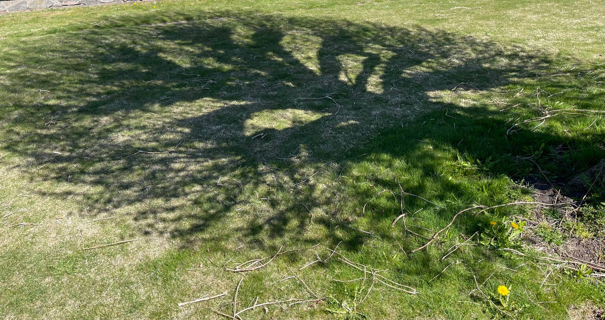 Shadow tree by Zephyra-art on DeviantArt