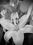 black and white flower by Zephyra-art