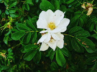 White Flowers and green leaves