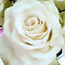 A white rose