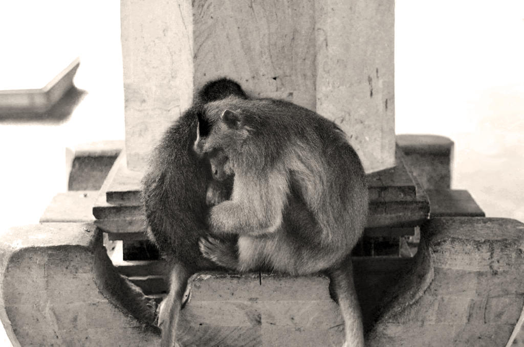 Monkey Hug by beetea on DeviantArt
