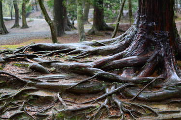 Roots of Nara