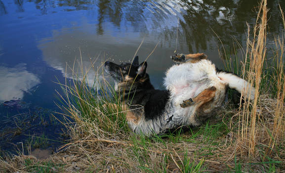 EPIC GERMAN SHEPHERD ACTION PHOTO