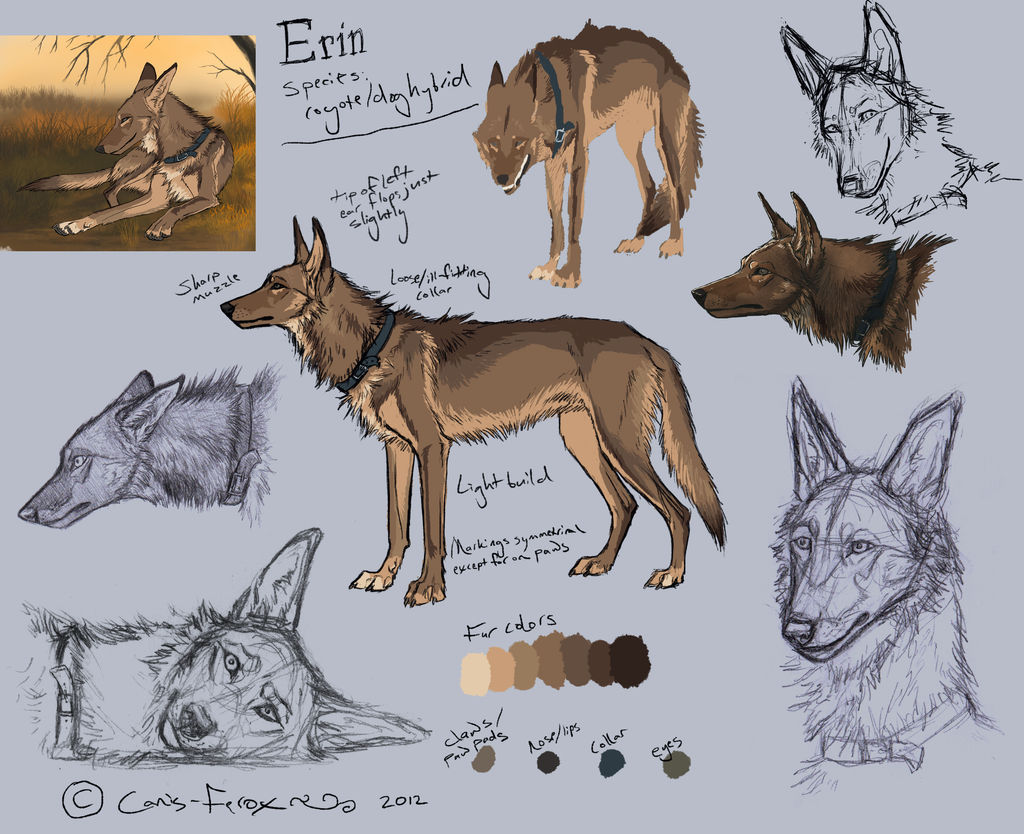 Coydog Ref Outdated By Canis Ferox On Deviantart Coydog Ref Outdated By Canis Ferox On Deviantart