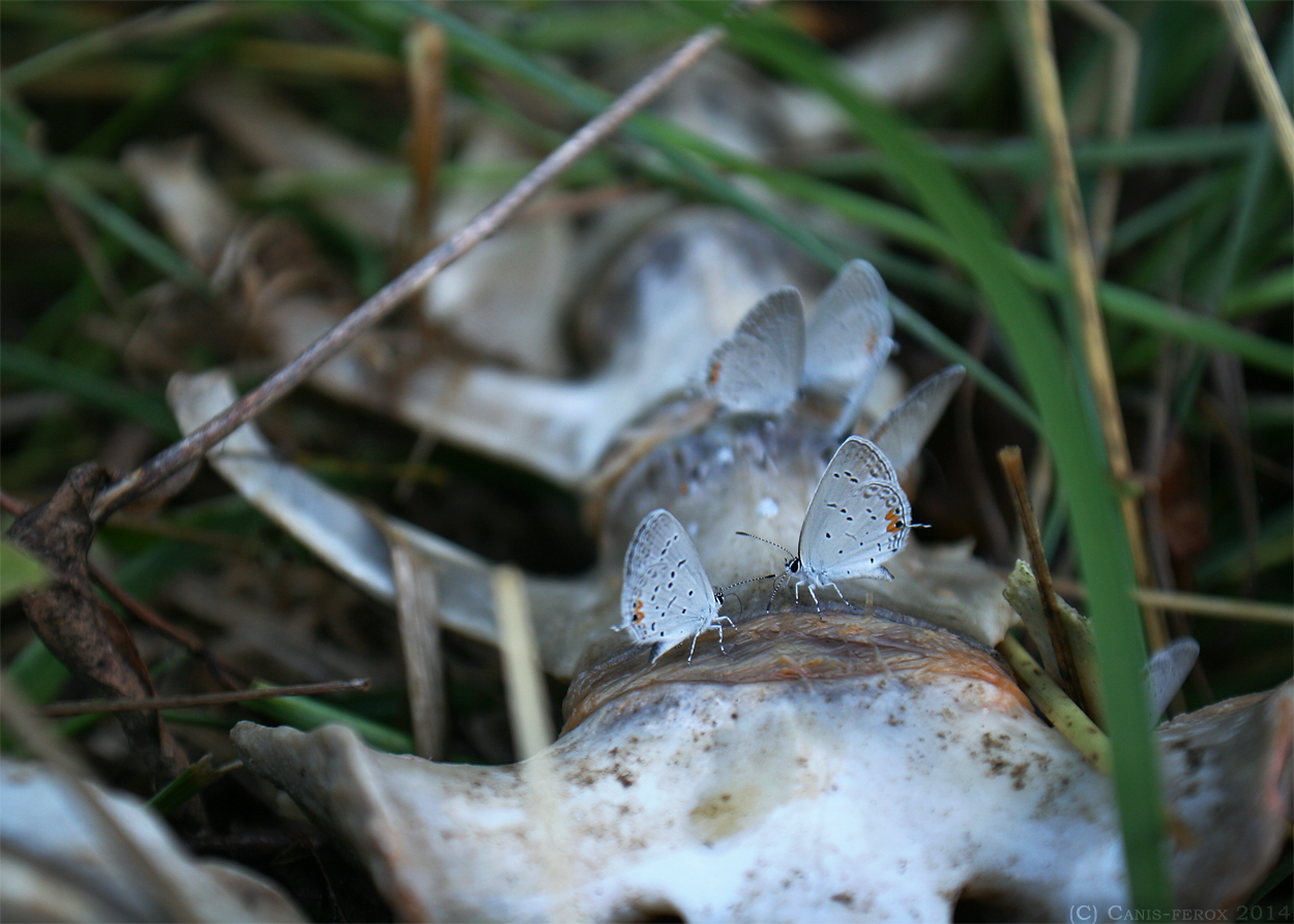 Butterflies on Bones II