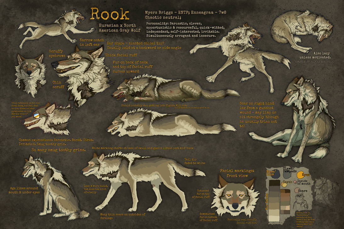 Rook - Feral Reference 2021 by Canis-ferox on DeviantArt