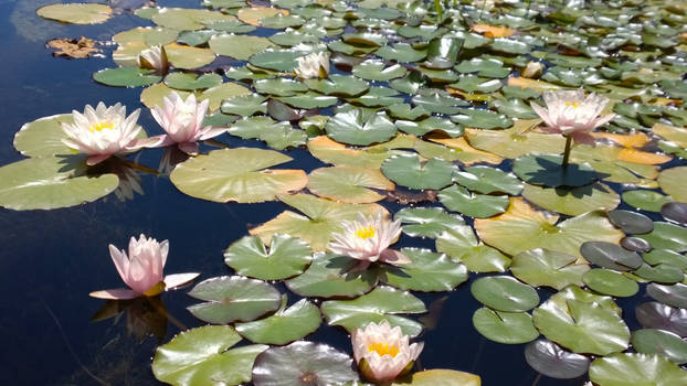 Blossoming Bodhisattvas