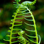 Curly Greens