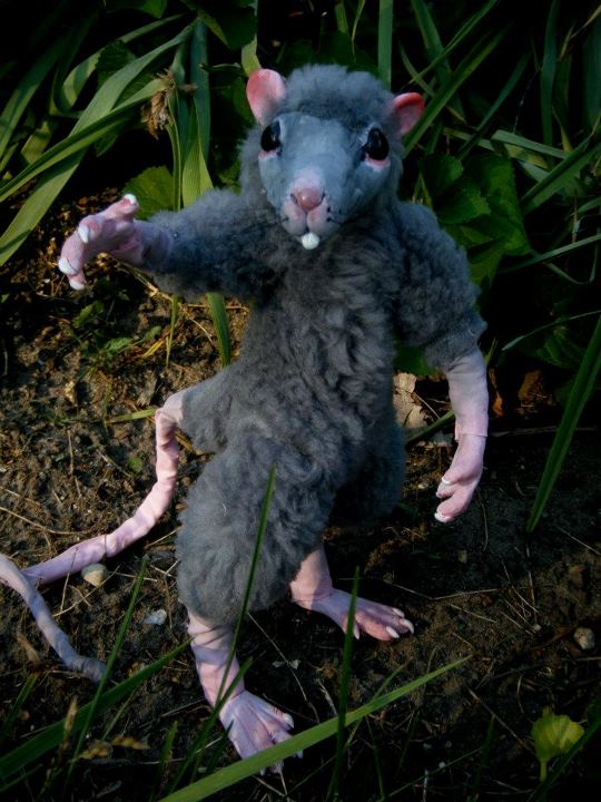 Grey Rat