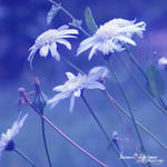 .:White as Snow:. by manon-lightcrafts