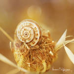 .:Flower's Little Snail:. by manon-lightcrafts