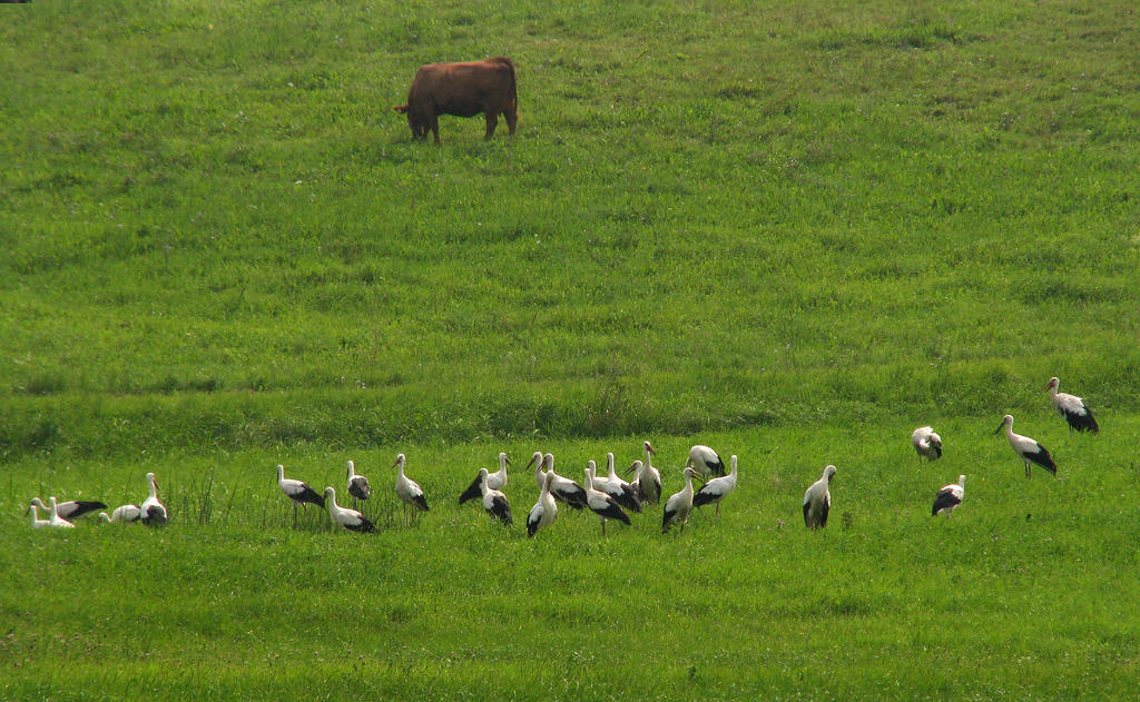 The Gathering