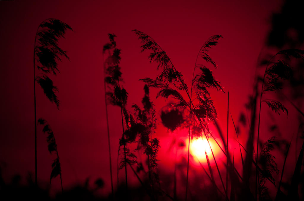 Bloodred Sky