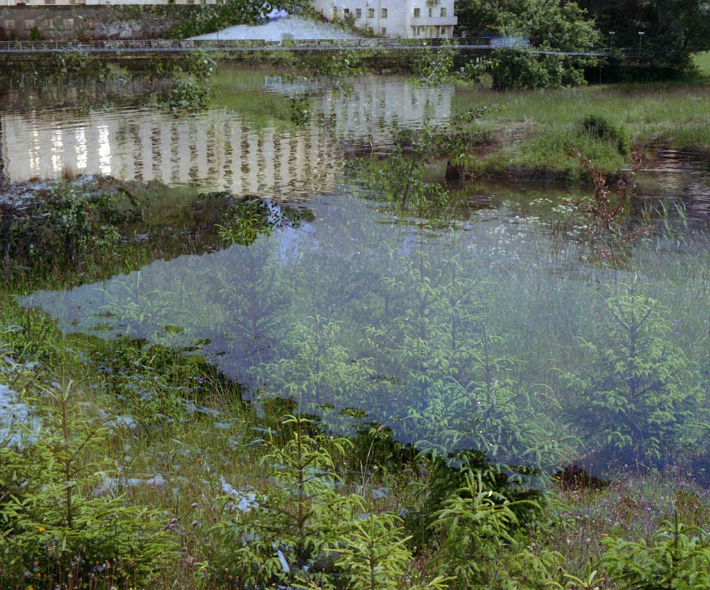 FilmSwap: Sunken Forest by Helkathon