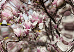 Viennese Spring
