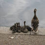 Duck Family