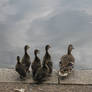 Duck family 2