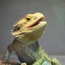 Bearded Dragon Stock 1