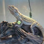 Bearded Dragon Stock 3